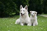 BERGER BLANC SUISSE - ADULTS ET PUPPIES 067